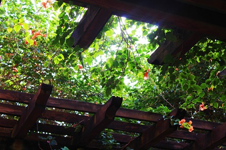 Close up of a pergola decorated with flowers to create shade